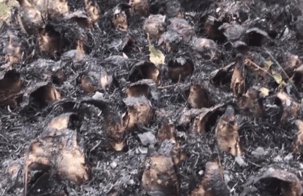 男子把刚抓的鱼,全部插在地上,直到看完才明白：太有才