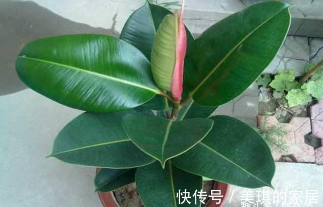 橡皮树|客厅适合养“3种树”，美观大气，越养越旺，运气越好