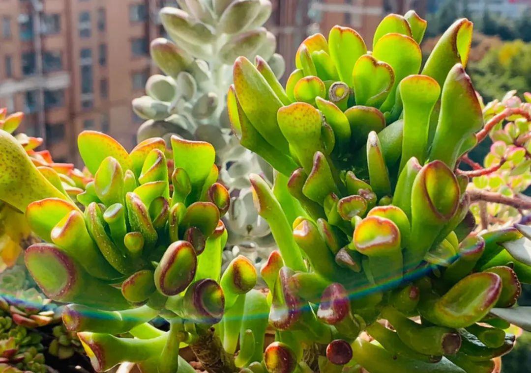 养花：6种“丑八怪”，放在家里能镇宅，养的越久越气派