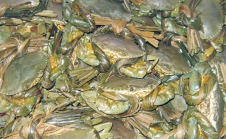 女子打开青蟹惊呆！里面竟是密密麻麻“小虫”…