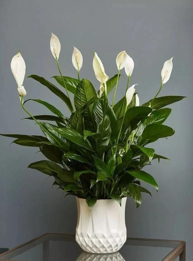 4种“吉利花”,阳光不晒它,养在阴暗处,反而开花开爆盆