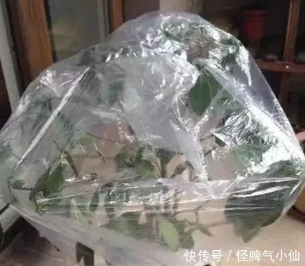 塑料袋太多,很烦人_别烦,用它来养花,养1盆旺1盆,真的很好  第9张