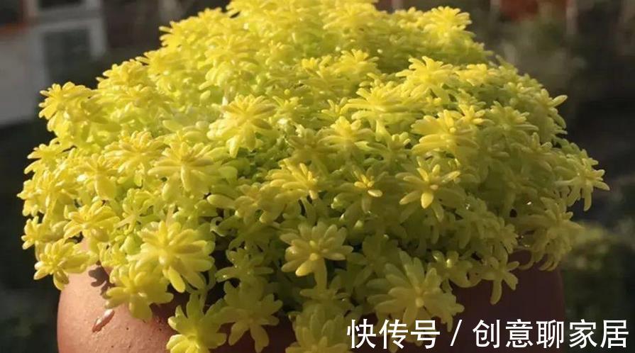 盆栽|多肉植物黄金万年草的基础盆栽要领：一般分为3点