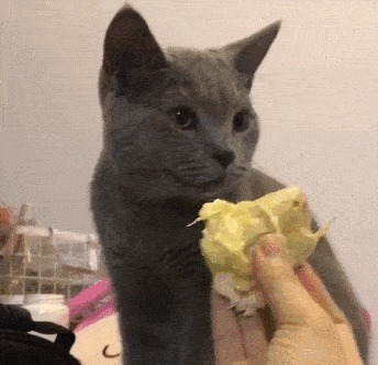 大鱼大肉|国外博主挑战“14天只吃鸡胸肉”，半个月后看到身材变化我傻眼了……