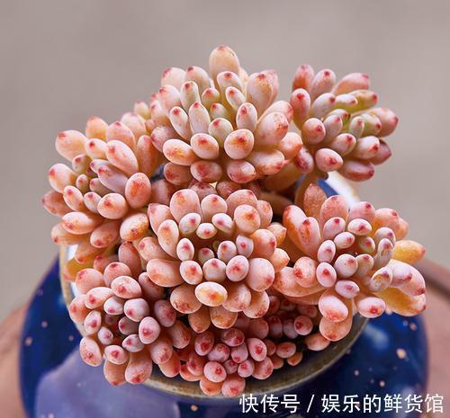 公认香味浓郁的4款多肉植物，你若一盆没养过，那就太可惜了！