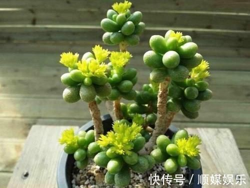 花友|养多肉坚持很重要，都说很丑的龟之卵，六年时间变悬崖桩，真好看