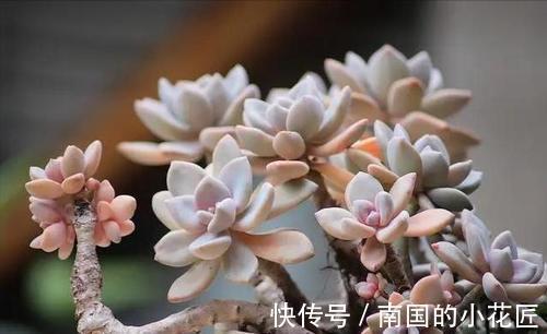 叶片|养多肉不爆“头”？“掰叶法”来帮忙，叶片掰一掰，叶下长满新头