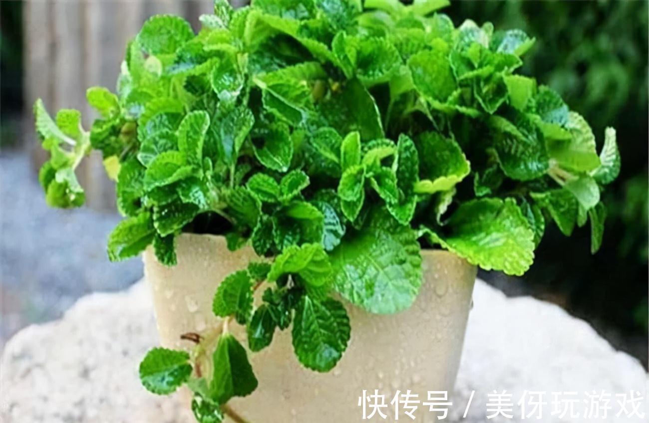 人养花,花亦养人!这八种“能养人”的健康花,建议至少养一种