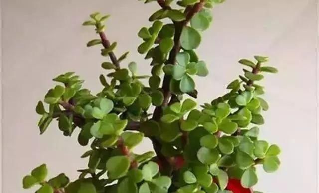 最适合家人养的四种花,健康长寿又养心!