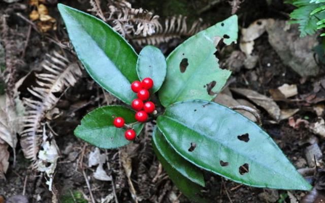 俗称“黄金万两”，野生不多，山里若能有幸偶遇，请珍惜移植
