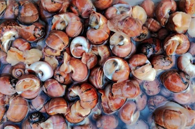 贝类|含“寄生虫”最多的2种海鲜，没营养还贵，商家宁愿丢掉也不吃