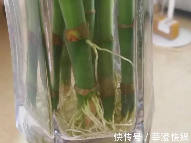 富贵竹咋养都黄叶浇水加点料,绿叶嗖嗖冒,养的节节高!