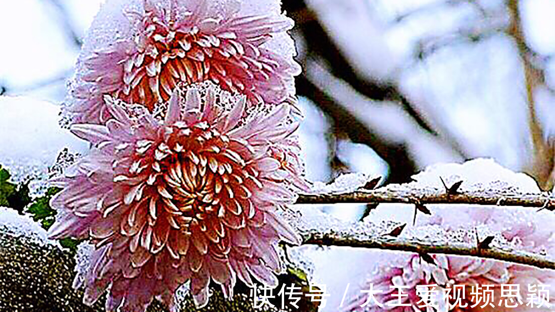 观沧海!他终身未娶,一首咏菊诗流传千古,其中14字大多数人都会背