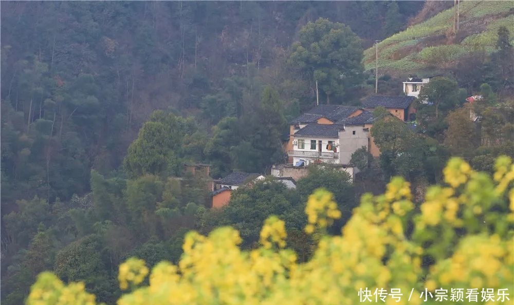 新安江畔，油菜花即将迎来最佳观赏期！