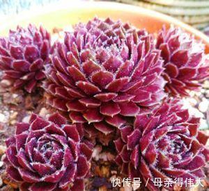 4种长生草属的多肉,每1种都很“美”,值得你拥有