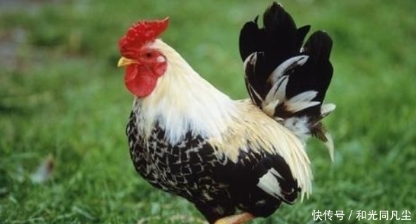 财运|鸡鸡鸡鸡2021年运势，生肖鸡有三大喜事，属鸡人看哪一种喜事？