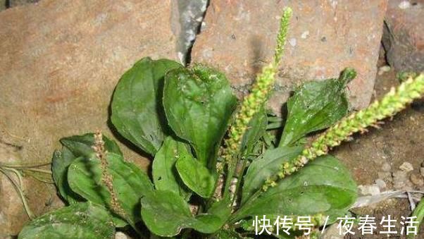 车前草|大病小治,小病不医,慢性咽炎用这种野草泡水喝堪比灵丹妙药