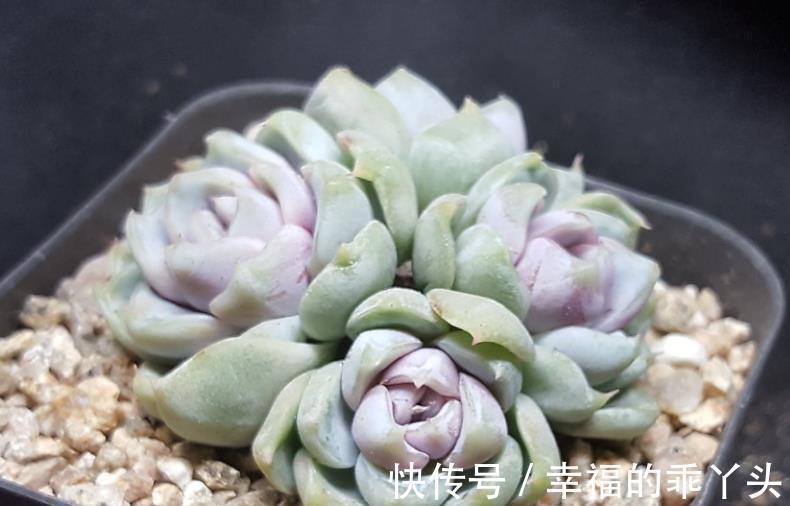 喜欢多肉推荐你养这4款,随便一养就出状态,颜值高真迷人