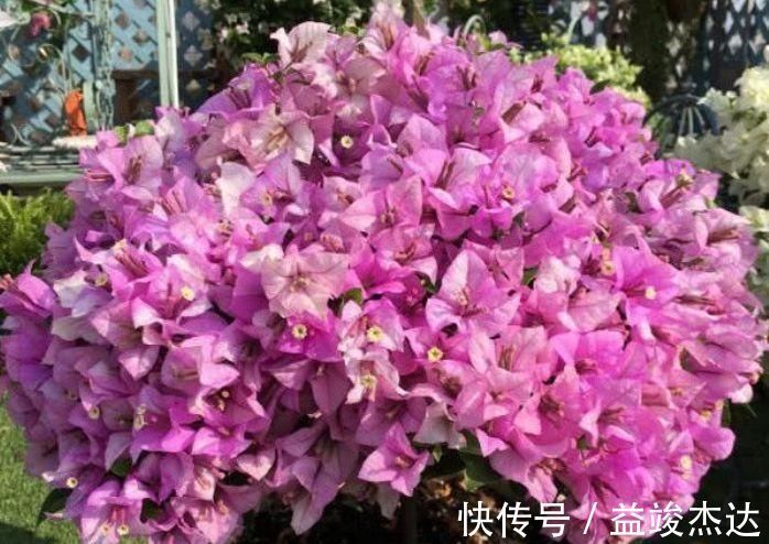 太阳花|4种漂亮网红花，家里养1盆，花期长花量大，一盆千百朵