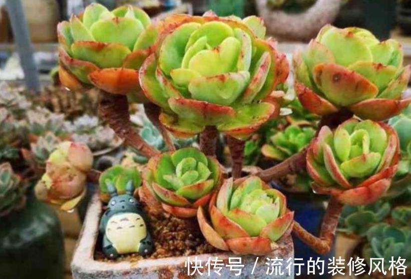 秋天给多肉换盆,做好3件事,轻松服盆长势好,叶片硬朗上色美