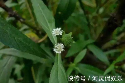 野菜|农村一种野菜,以前许多人觉得不可以吃,现在抢着买