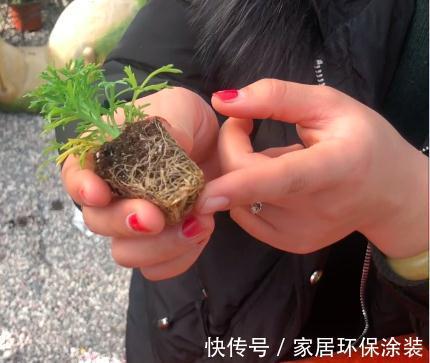 扦插法|这个通用扦插法,商户肯定不会教你