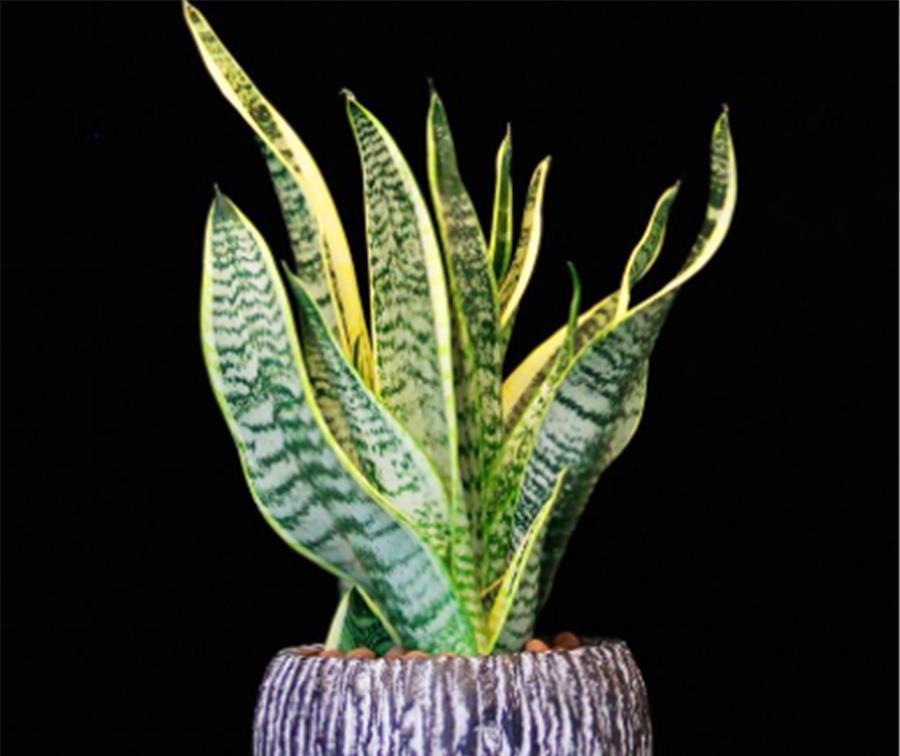 叶子|夏天虎皮兰有“4怕”,难怪叶片化水还烂根,学会了叶子肥新芽多