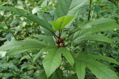 风湿痹痛|农村一种树,人称“土人参”,根部价值极为珍贵,遇见请珍惜