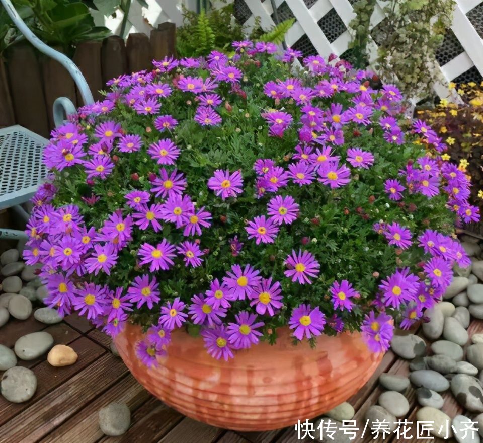 春天开花植物很多，养这5种花，不仅花期长颜值高，而且皮实好养