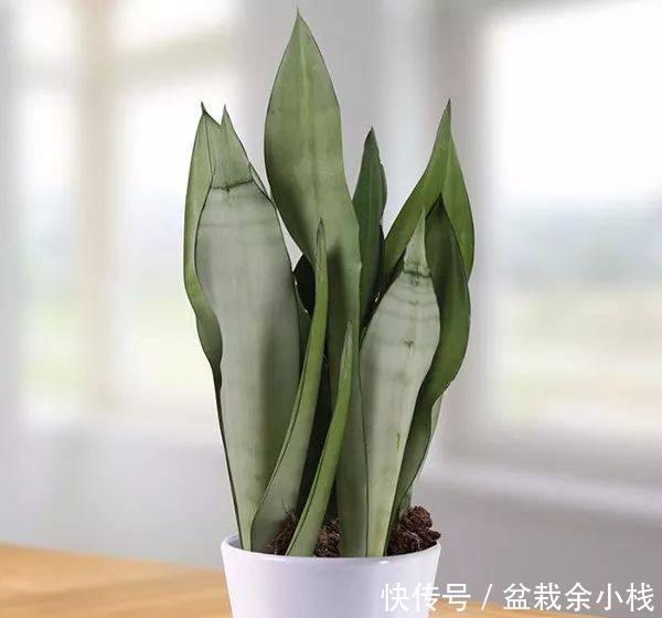 虎皮兰|虎尾兰原来有这么多的学问,以前都白养了