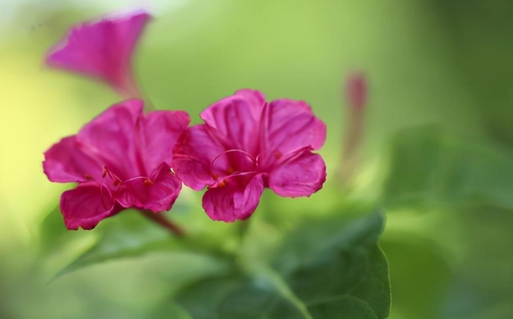 这花身上全是宝，知道的人不多，你见过吗？