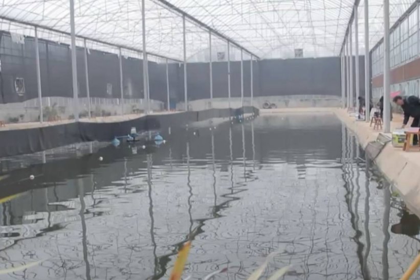 冬钓大棚钓鱼惯用技巧，有几个你知道的？