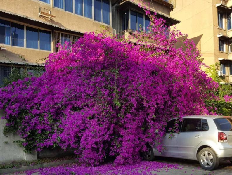 四季|家庭养三角梅,不达到这4个条件,盆栽很难四季开花