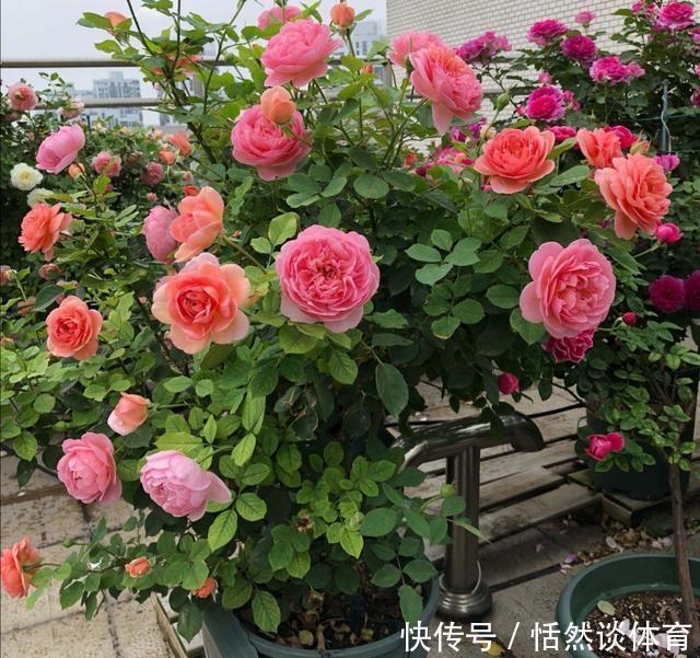 硫酸亚铁|5种“药”,过期也不要扔,兑水浇花,保花不生“虫和病”