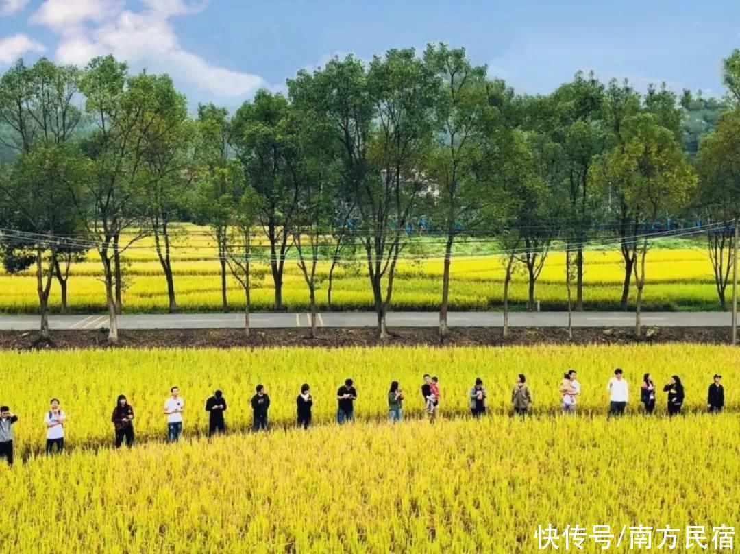 民宿|睡进惠州博罗这座拥有4000㎡乡野稻田秘境里的民宿丨禾肚里