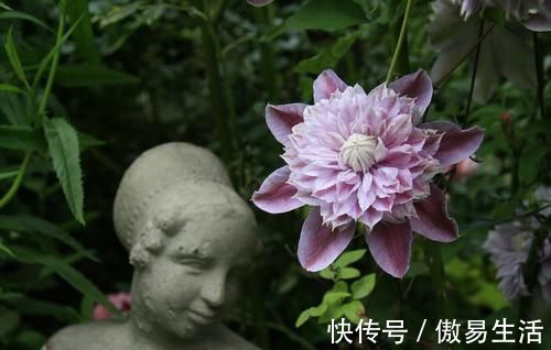 都说养花容易上瘾,尤其是这4种花,不信养几盆就知道了