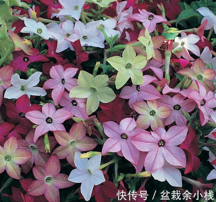 凌霄花|9种漂亮花，热不死晒不怕，开花大半年，没有病虫害，38度成花海