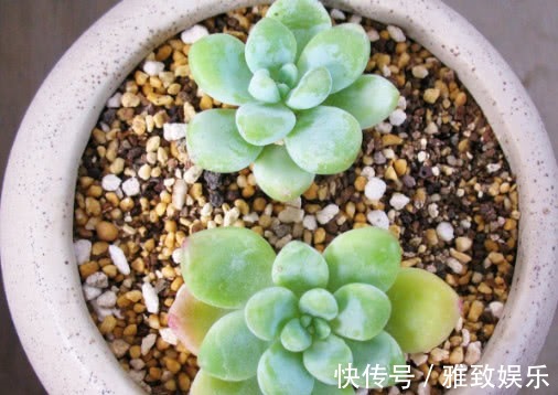 多肉凝脂莲叶片发软怎么办教你3个小妙招,叶片挺拔紧致更美观