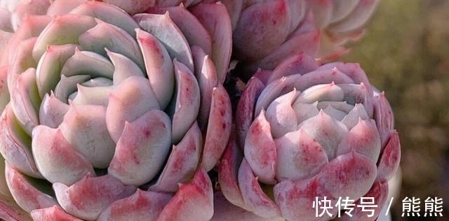 阳台养多肉想要上色快，就要勤做3件事，花友：真考验体力和财力