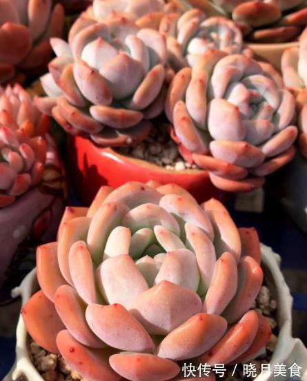 多肉芙蓉雪和橙梦露，长相相似如何选择？看看老花匠怎么说