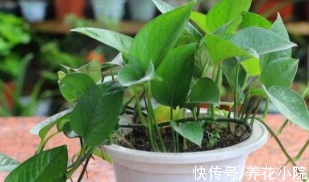 3种花,冬天要“穷养”,难怪总是养不好