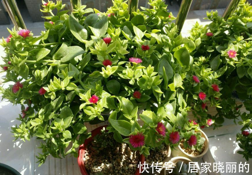 人养花,花亦养人!3种漂亮的花,建议养一些,能吃能看还能养人