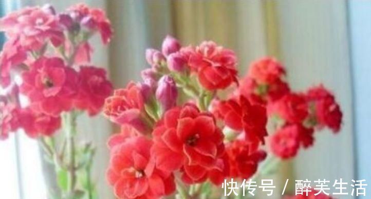 玫瑰海棠|养花就养个花期长的,花大色艳,花姿妖娆,四季繁花似锦