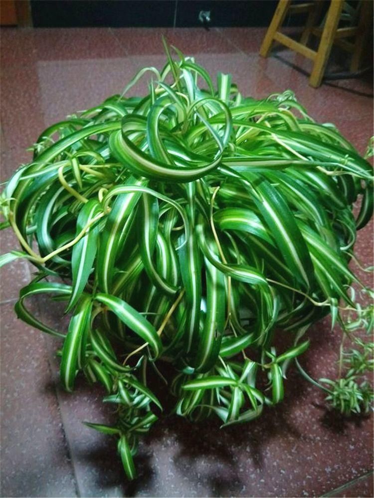 金鱼吊兰|喜欢吊兰的朋友有福了，这7种吊兰人见人爱，种在家里特别适合