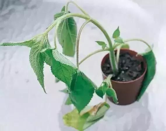 干根|夏季植物易“打蔫”，是你浇水没浇透，碰到几种情况，一定要浸盆