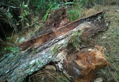  松树|养花不用买肥，捡一点松树皮、柳树皮，养啥旺啥！