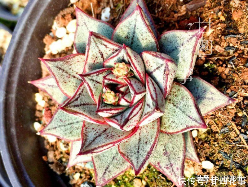 烂根|多肉度夏别折腾，不求美丽，但求平安，注意5点轻松“过关”