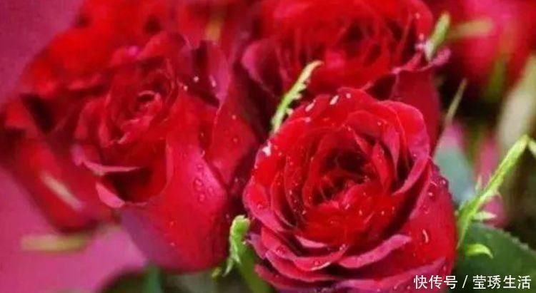 种花|4种花深受花友的喜欢,沾土就能活,开花就爆盆,不易生病好养护