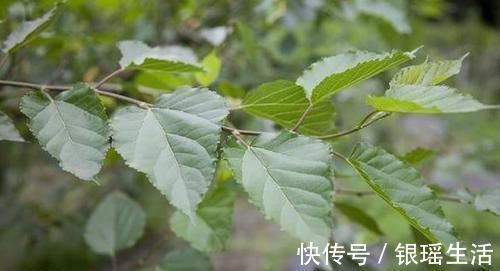 益生菌|桑叶又称“神仙草”,老中医这样吃桑叶,降血脂效果明显