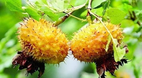 丝瓜|对身体最好的三种食物，坚持吃一些，补充营养，身体棒棒哒！